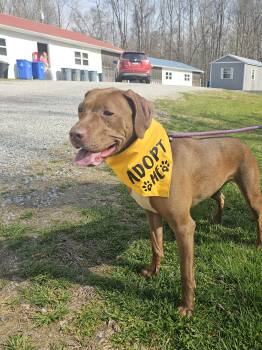 Mixed Breed and Chocolate Labrador Retriever Dogs Available for Adoption - Delilah | PetCurious