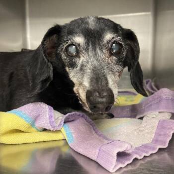 Paula -  Dachshund Dog for Adoption in Abilene, Texas - Paula | PetCurious