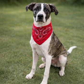 Anatolian Shepherd and Mixed Breed Dogs Available for Adoption - River  | PetCurious