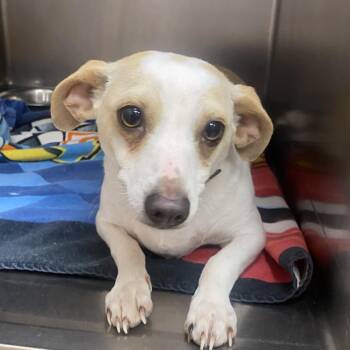 Chihuahua Dogs Available for Adoption - Zeus | PetCurious