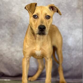 Mixed Breed Dogs Available for Adoption in Dekalb, Illinois - Phoenix | PetCurious