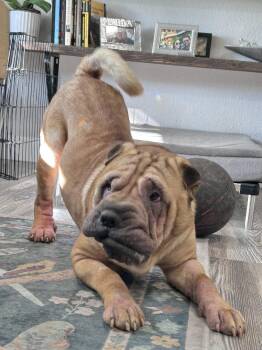 Yoshi -  Shar Pei Dog for Adoption in Lake Forest, California - Yoshi | PetCurious
