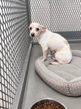 Stella -  Chihuahua Dog for Adoption in Lordsburg, New Mexico - Stella | PetCurious