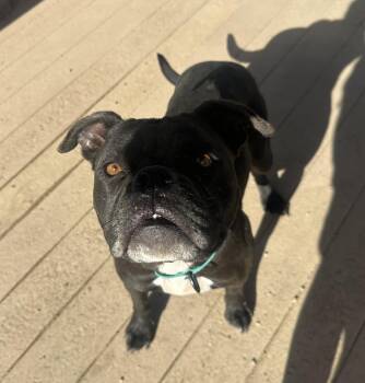 Dolly -  Boxer Dog for Adoption in Incline Village, Nevada - Dolly | PetCurious