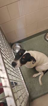 Rescue Mixed Breed Dogs for Adoption in Santa Fe, New Mexico - A173120 | PetCurious