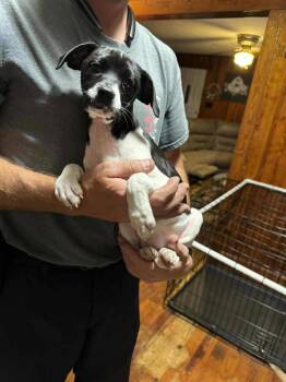Rescue Chihuahua Dogs for Adoption in Marion, North Carolina - Piper Ann | PetCurious