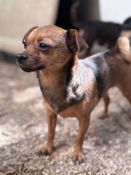 Chihuahua Dogs Available for Adoption in Boca Raton, Florida - Norma  | PetCurious