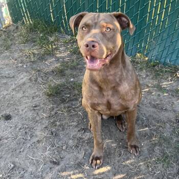 Jovi -  Pit Bull Terrier and Labrador Retriever Dog for Adoption in Newark, New Jersey - Jovi | PetCurious