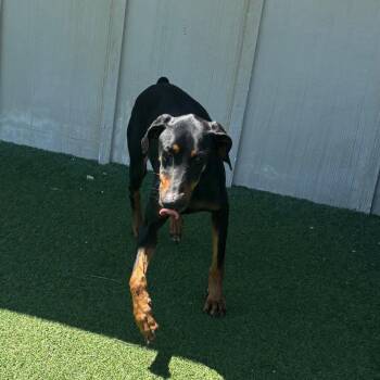 Doberman Pinscher Dogs Available for Adoption in Loxahatchee Groves, Florida - Ruby 5866 | PetCurious