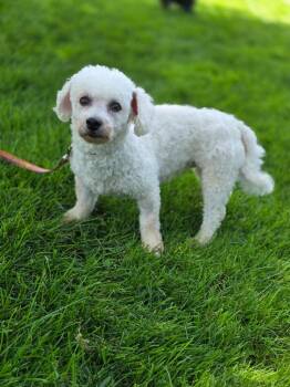 Annie -  Bichon Frise Dog for Adoption in Orland Park, Illinois - Annie | PetCurious