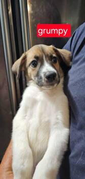 Grumpy -  Cattle Dog Dog for Adoption in Fort Worth, Texas - Grumpy | PetCurious