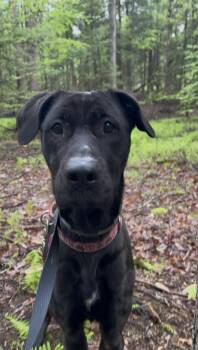 Labrador Retriever and Great Dane Dogs Available for Adoption in Millerstown, Pennsylvania - PARSNIP | PetCurious