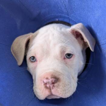 Gucci -  Mixed Breed Dog for Adoption in Greenville, South Carolina - Gucci | PetCurious