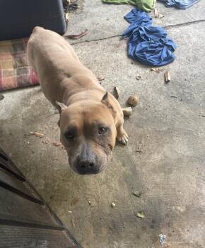 American Staffordshire Terrier and American Bulldog Dogs Available for Adoption in Baltimore, Maryland - Cupcake | PetCurious