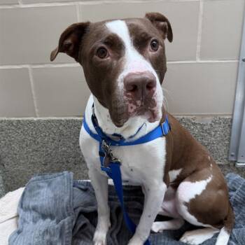 KASH -  Pit Bull Terrier and Mixed Breed Dog for Adoption in Boston, Massachusetts - KASH | PetCurious