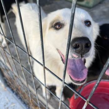Terrier Dogs Available for Adoption in Clanton, Alabama - Zo | PetCurious