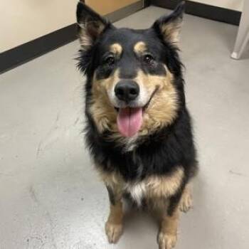 Siberian Husky Dogs Available for Adoption in Bellingham, Washington - Lucy | PetCurious