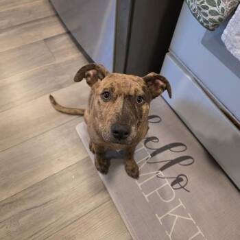 Pit Bull Terrier and Mixed Breed Dogs Available for Adoption - Uma | PetCurious