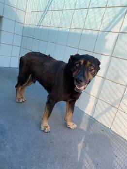 Greater Swiss Mountain Dog and Labrador Retriever Dogs Available for Adoption in Corpus Christi, Texas - DRIBBLES | PetCurious