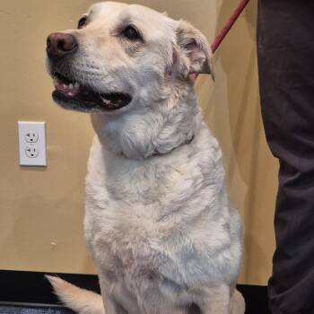 Honey -  Yellow Labrador Retriever Dog for Adoption in Tallahassee, Florida - Honey | PetCurious