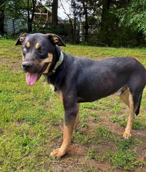 Jace -  Rottweiler Dog for Adoption in Manchester, Connecticut - Jace | PetCurious