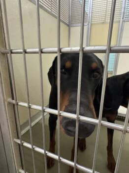 Greenie -  Mixed Breed Dog for Adoption in Columbia, Tennessee - Greenie | PetCurious