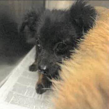 Arlo A2280264 -  Chihuahua Dog for Adoption in Los Angeles, California - Arlo A2280264 | PetCurious