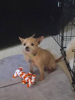 Terrier Dogs Available for Adoption - Dagwood | PetCurious