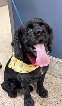 Cocker Spaniel Dogs Available for Adoption in Doral, Florida - LEO | PetCurious