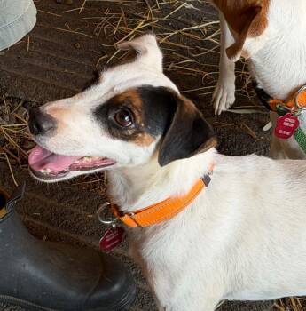 Djinn Mountain Home -  Jack Russell Terrier Dog for Adoption in Clatskanie, Oregon - Djinn Mountain Home | PetCurious