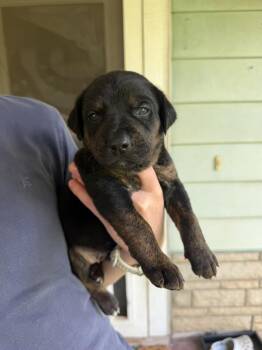 Clover -  Labrador Retriever and Mixed Breed Dog Available for Adoption in Warr Acres, Oklahoma - Clover | PetCurious