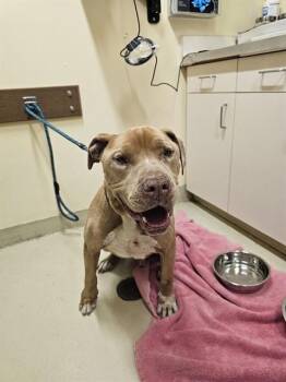 Pit Bull Terrier Dogs Available for Adoption in Fremont, California - KOBU | PetCurious