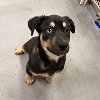 Rose Quartz -  Husky and American Bulldog Dog for Adoption in Mississauga, Ontario - Rose Quartz | PetCurious