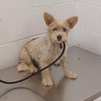 Dinosaur -  Jack Russell Terrier and Wirehaired Terrier Dog for Adoption in Hattiesburg, Mississippi - Dinosaur | PetCurious