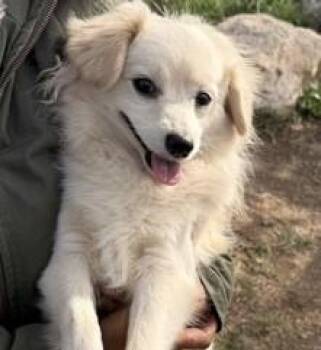 Papillon and Mixed Breed Dogs Available for Adoption - Slim Shady | PetCurious