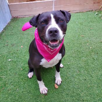American Staffordshire Terrier Dogs Available for Adoption in Oak Point, Texas - Jewel | PetCurious