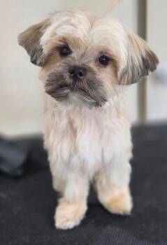 DANNY DEVITO -  Shih Tzu Dog for Adoption in Belmont, New York - DANNY DEVITO | PetCurious