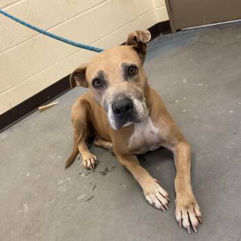 Momo -  Mixed Breed Dog for Adoption in Memphis, Tennessee - Momo | PetCurious