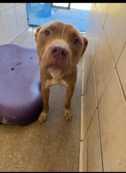 Rescue Mixed Breed Dogs for Adoption in Bossier City, Louisiana - Eustis | PetCurious