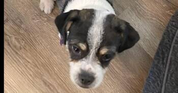 Snoopy -  Shih Tzu and Chihuahua Dog for Adoption in Richardson, Texas - Snoopy | PetCurious