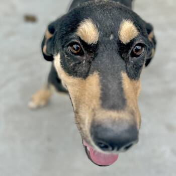 Rescue Shepherd Dogs for Adoption in Parrish, Alabama - Jack | PetCurious