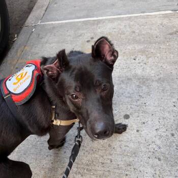 Gator -  Mixed Breed Dog for Adoption in New York, New York - Gator | PetCurious