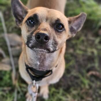 Baxter so il -  Chihuahua Dog for Adoption in Shiloh, Illinois - Baxter So Il | PetCurious