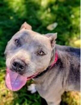 Gal -  Terrier Dog for Adoption in Mineral Point, Wisconsin - Gal | PetCurious
