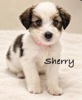 Sherry -  Terrier Dog for Adoption in Pawleys Island, South Carolina - Sherry | PetCurious