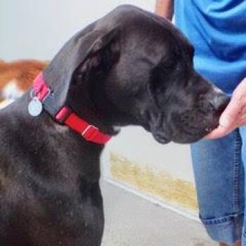 Rescue Great Dane Dogs for Adoption in Green Valley, Arizona - Shadow--Adopotable With Bonded Companion, Charlie | PetCurious