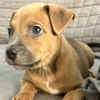 Fitz aka Judah -  Pit Bull Terrier and Mixed Breed Dog for Adoption in Phoenix, Arizona - Fitz Aka Judah | PetCurious