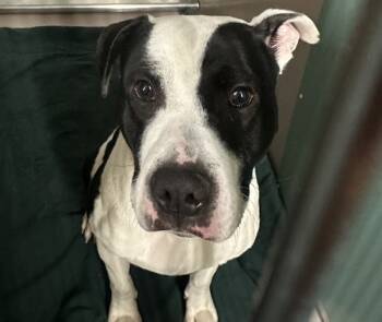 Rescue Mixed Breed Dogs for Adoption in New York, New York - Puzzle | PetCurious