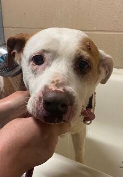 Pit Bull Terrier Dogs Available for Adoption in Beebe, Arkansas - Rosie | PetCurious