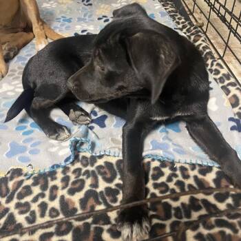 Truvy -  Labrador Retriever and Mixed Breed Dog for Adoption in Tulsa, Oklahoma - Truvy | PetCurious